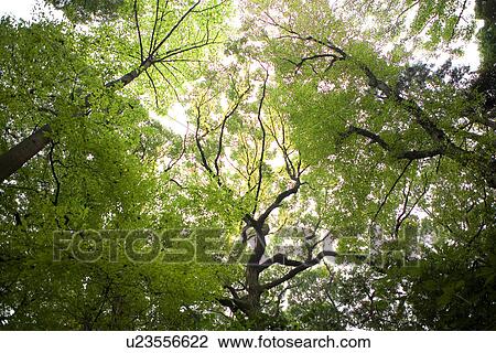Crowns of trees against sky View Large Photo Image Stock Image - Crowns of trees against sky. Fotosearch
