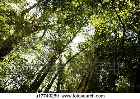 Crowns of trees against sky View Large Photo Image Stock Photo - Crowns of trees against sky. Fotosearch