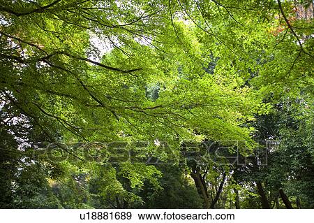 Crowns of trees against sky View Large Photo Image Stock Photo - Crowns of trees against sky. Fotosearch