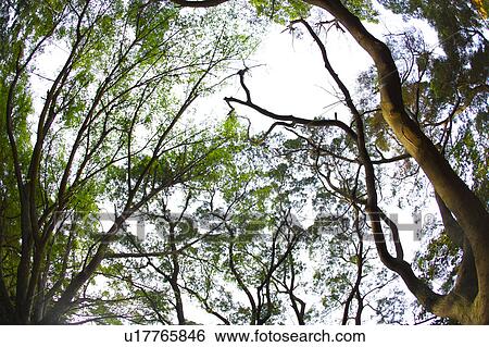 Stock Photograph - Crowns of trees against sky. Fotosearch
