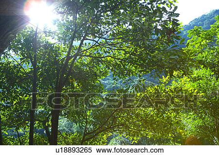 Stock Photography - Crowns of trees against sky. Fotosearch