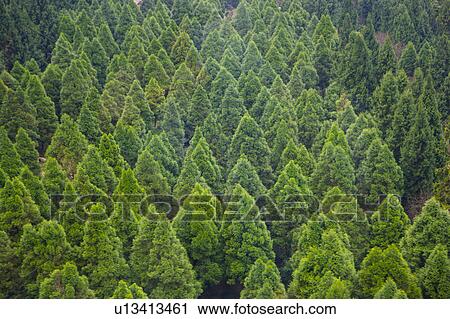Stock Image - Crowns of trees, full frame. Fotosearch