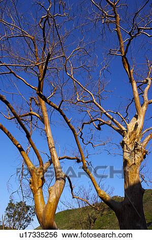 Stock Photograph - Dead trees against blue sky, low angle view. Fotosearch