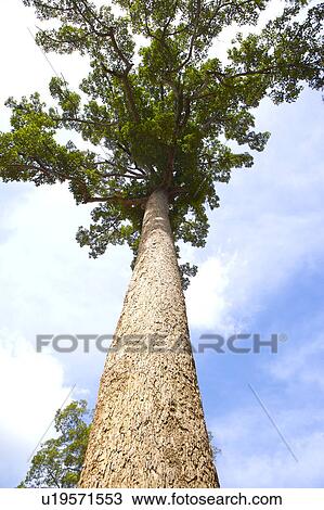Large tree against blue sky, low angle view View Large Photo Image Stock Image - Large tree against blue sky, low angle view. Fotosearch