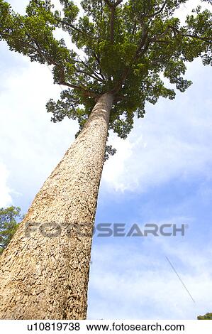 Stock Photo - Large tree against blue sky, low angle view. Fotosearch