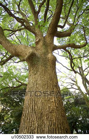 Stock Image - Large tree, low angle view. Fotosearch