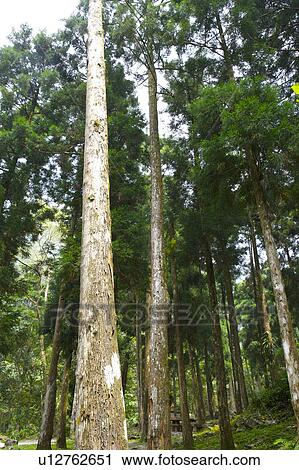 Stock Image - Large tree, low angle view. Fotosearch