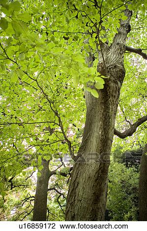 Large tree, low angle view View Large Photo Image Stock Image - Large tree, low angle view. Fotosearch