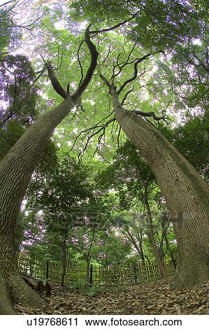Large tree, low angle view View Large Photo Image Stock Image - Large tree, low angle view. Fotosearch