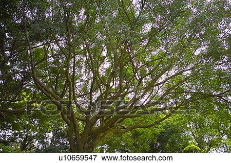 Stock Photo - Large tree, low angle view. Fotosearch