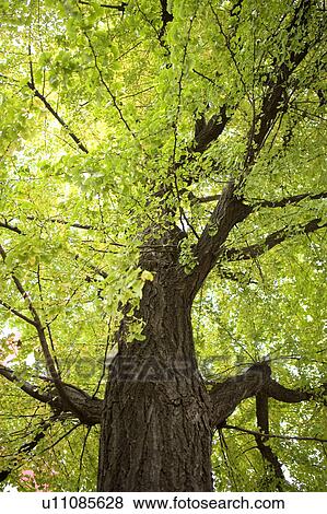 Large tree, low angle view View Large Photo Image Stock Photo - Large tree, low angle view. Fotosearch