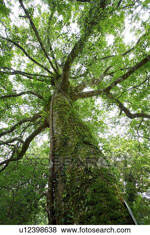 Stock Photo - Large tree, low angle view. Fotosearch