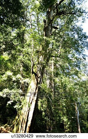 Stock Photo - Large tree, low angle view. Fotosearch