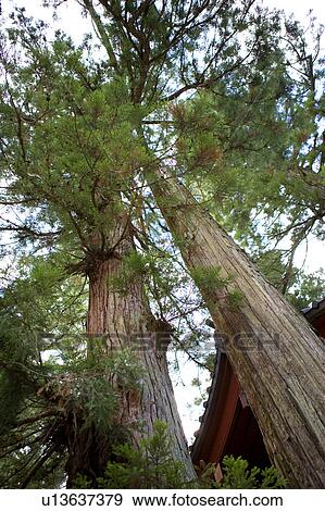 Stock Photo - Large tree, low angle view. Fotosearch