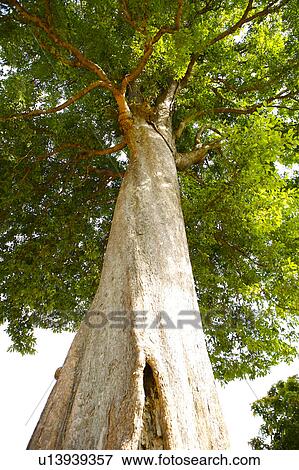 Large tree, low angle view View Large Photo Image Stock Photo - Large tree, low angle view. Fotosearch