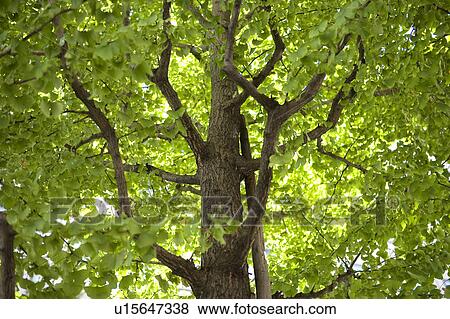 Stock Photo - Large tree, low angle view. Fotosearch
