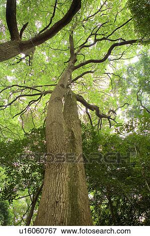 Stock Photo - Large tree, low angle view. Fotosearch