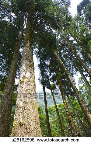 Stock Photo - Large tree, low angle view. Fotosearch
