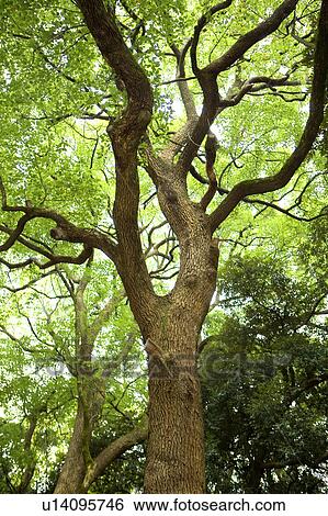 Large tree, low angle view View Large Photo Image Stock Photograph - Large tree, low angle view. Fotosearch