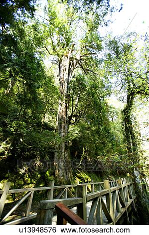 Stock Photograph - Walkway in forest. Fotosearch