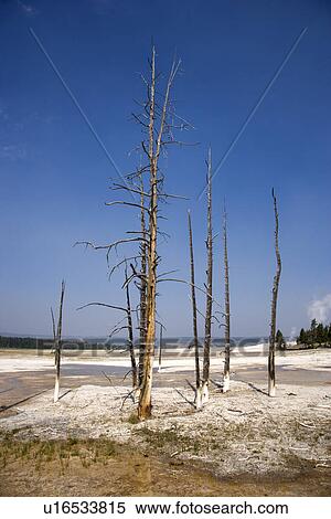 Stock Photography - Lodgepole Pine, Yellowstone National Park, Wyoming, USA. Fotosearch