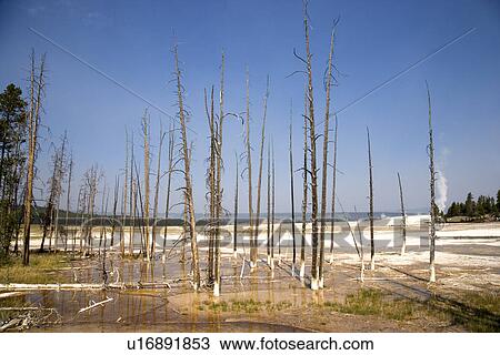 Stock Image - Lodgepole Pines, Yellowstone National Park, Wyoming, USA. Fotosearch