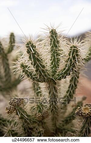 Stock Photo - A close view of cactus needles, Zion Canyon National Park, UT, USA. Fotosearch