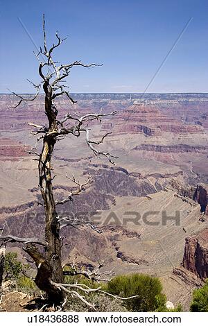 Stock Photo - Grand Canyon, Arizona, Dead tree in foreground. Fotosearch