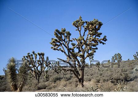 Joshua trees, Grand Canyon, Arizona, USA View Large Photo Image Stock Photography - Joshua trees, Grand Canyon, Arizona, USA. Fotosearch