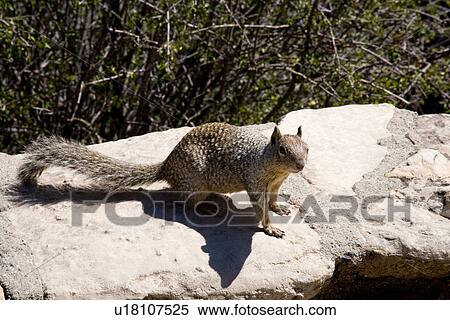 Stock Photography - One squirrel standing on rock, close up, Grand Canyon, Arizona, USA. Fotosearch