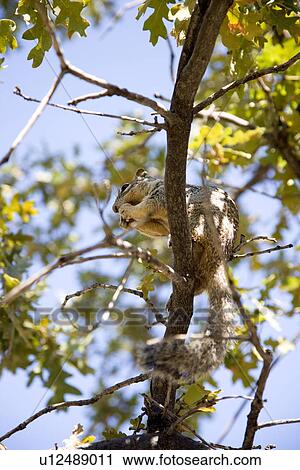 Squirrel on tree branch, close up, United States, Arizona, Grand Canyon National Park View Large Photo Image Stock Image - Squirrel on tree branch, close up, United States, Arizona, Grand Canyon National Park. Fotosearch