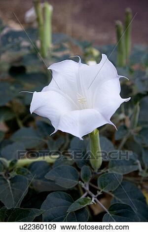 Stock Photo - White flower, Zion Canyon National Park, UT, USA. Fotosearch