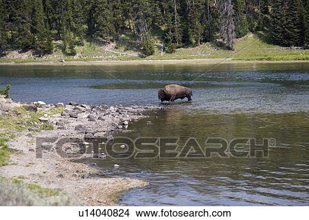 Picture - A buffalo in yellow river at Yellowstone national park in Wyoming. Fotosearch