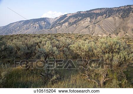 Grand Canyon of the Yellowstone, Yellowstone National Park, Wyoming, USA View Large Photo Image Picture - Grand Canyon of the Yellowstone, Yellowstone National Park, Wyoming, USA. Fotosearch