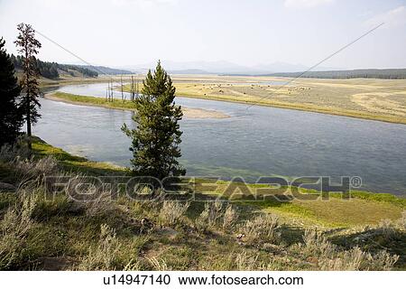 Stock Image - Hayden valley along yellow river at Yellowstone national park in Wyoming. Fotosearch