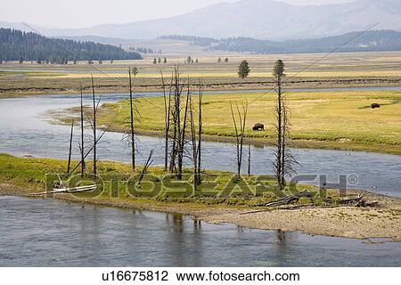 Stock Image - Hayden valley along yellow river at Yellowstone national park in Wyoming. Fotosearch