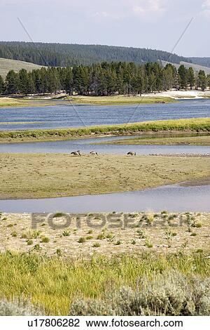 Hayden valley along yellow river at Yellowstone national park in Wyoming View Large Photo Image Stock Image - Hayden valley along yellow river at Yellowstone national park in Wyoming. Fotosearch