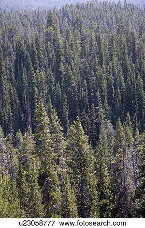 Stock Photo - Lodgepole Pines, Yellowstone National Park, Wyoming, USA. Fotosearch