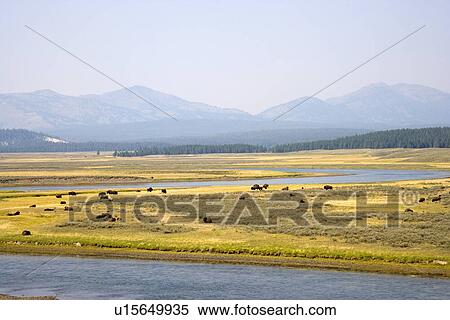 USA, Wyoming, Hayden Valley, Yellowstone National Park, Herd of buffalo grazing by river View Large Photo Image Stock Photography - USA, Wyoming, Hayden Valley, Yellowstone National Park, Herd of buffalo grazing by river. Fotosearch