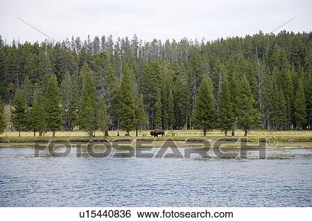 USA, Wyoming, Yellowstone National Park, Buffalo grazing by river View Large Photo Image Stock Photograph - USA, Wyoming, Yellowstone National Park, Buffalo grazing by river. Fotosearch