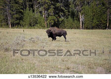 USA, Wyoming, Yellowstone NP, bison grazing View Large Photo Image Stock Image - USA, Wyoming, Yellowstone NP, bison grazing. Fotosearch