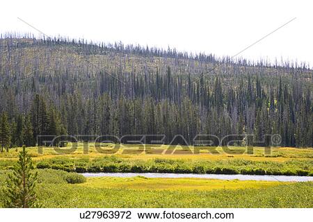 Stock Image - Yellowstone National Park, Wyoming, USA. Fotosearch