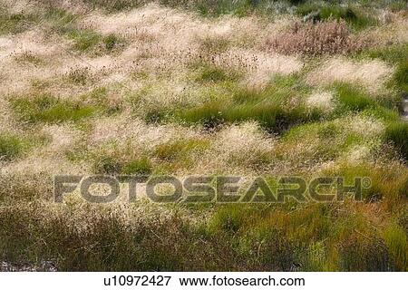 Stock Photo - Yellowstone National Park, Wyoming, USA. Fotosearch