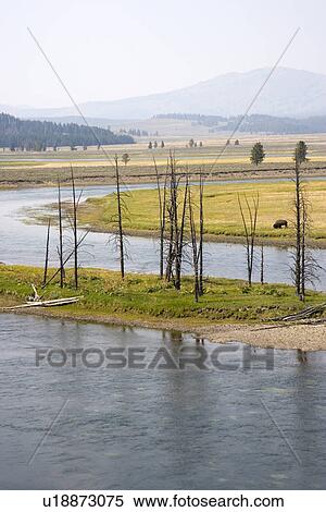 Stock Photography - Yellowstone River meandering through Hayden Valley, Yellowstone National Park, United States of America. Fotosearch