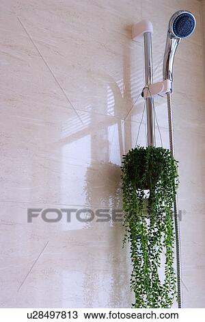 Stock Image - Shower head. Fotosearch
