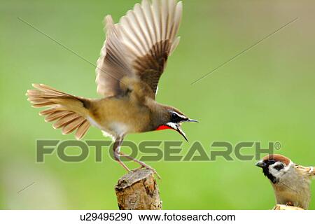 Stock Image - A big bird on top of stump about to catching a small bird, side view. Fotosearch