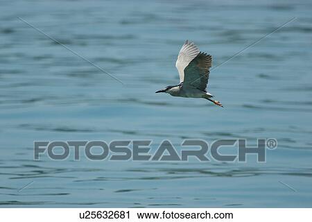 Stock Image - Bird flying over sea, side view. Fotosearch