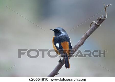 Bird on branch, rear view View Large Photo Image Stock Image - Bird on branch, rear view. Fotosearch