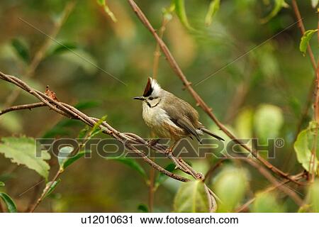 Stock Image - Bird on branch, side view. Fotosearch