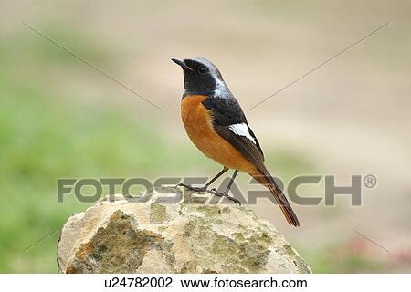 Stock Image - Bird on rock, side view. Fotosearch